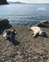 海での出来事
