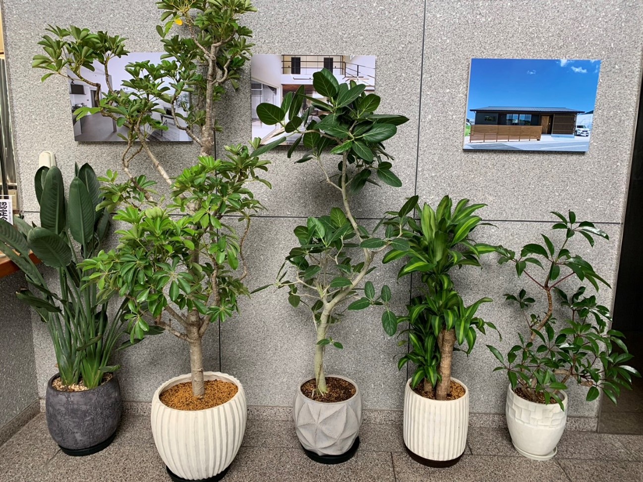 観葉植物