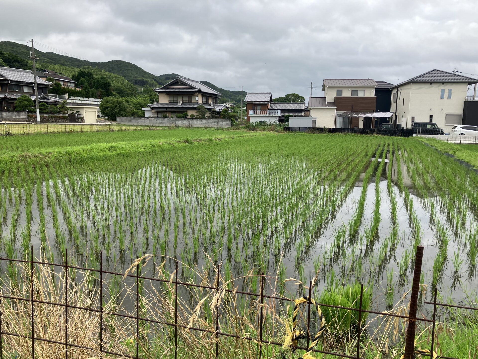 田植えが無事に終わりました！！